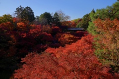 東福寺の紅葉