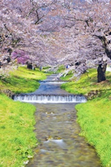 観音寺川の桜並木