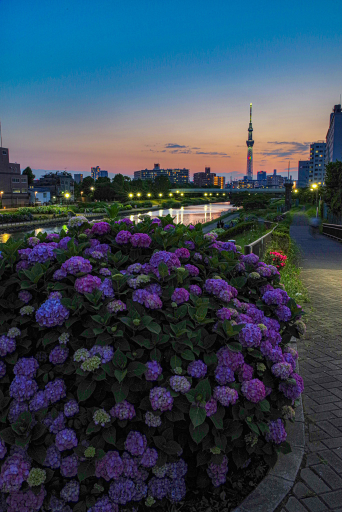 スカイツリーと紫陽花