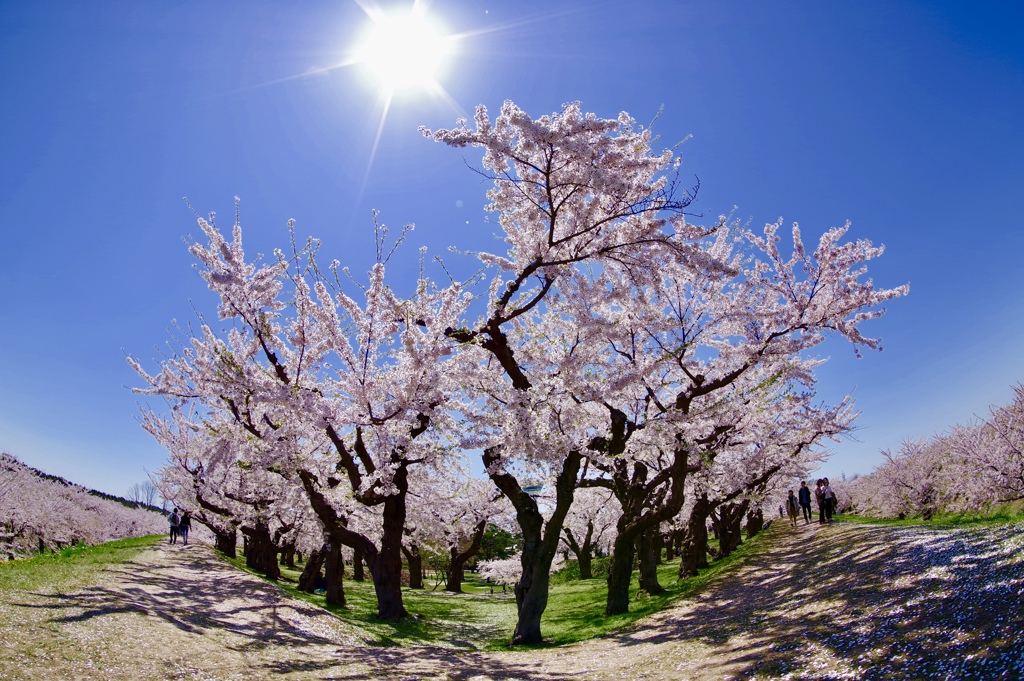 五稜郭の桜