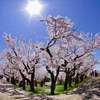 五稜郭の桜