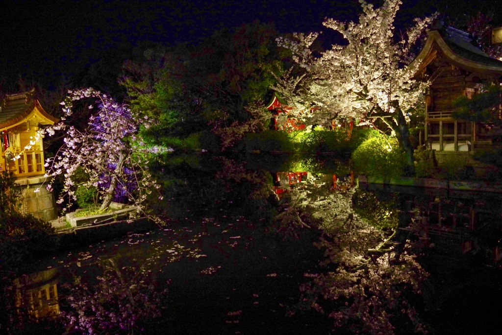 夜桜鏡