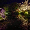 夜桜鏡