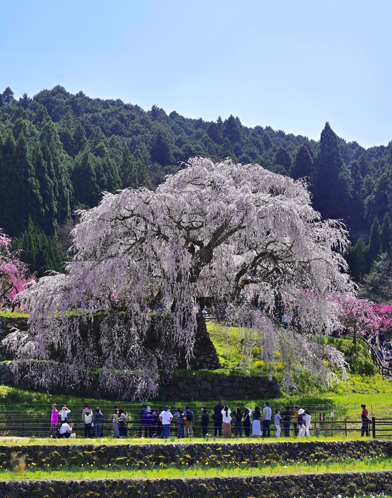 満開の又兵衛桜