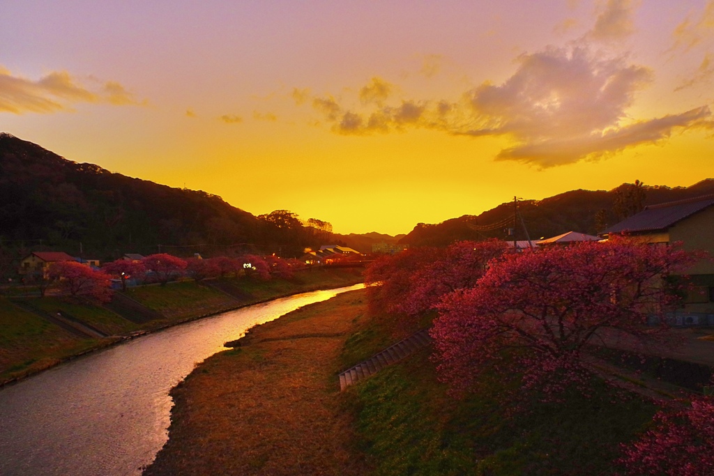 夕陽に溶け込む河津桜