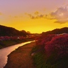 夕陽に溶け込む河津桜