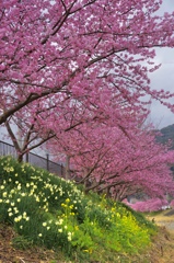 河津桜と水仙、菜の花