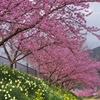 河津桜と水仙、菜の花