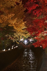 河口湖紅葉祭り