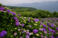 美の山公園の紫陽花