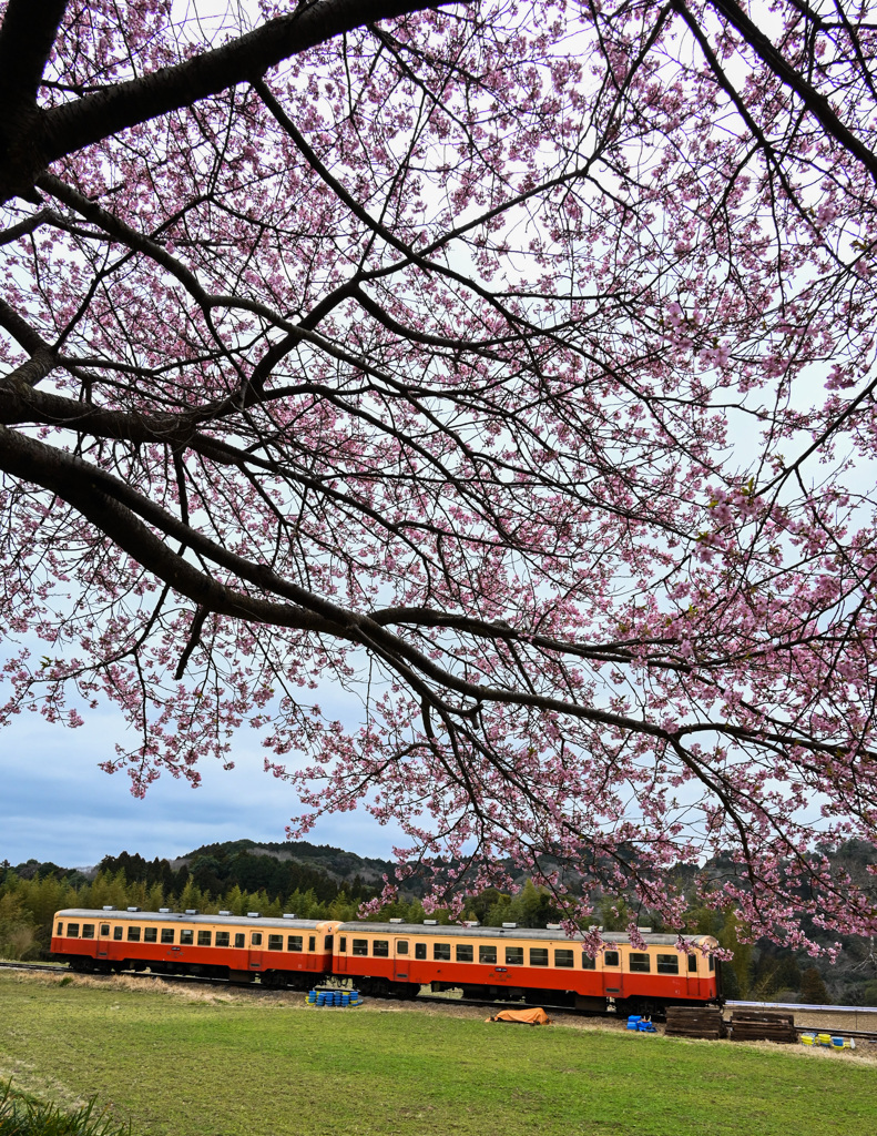 石神の河津桜