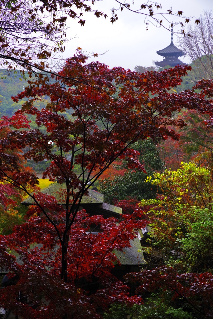 三渓園の紅葉