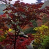 三渓園の紅葉