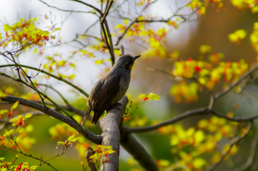 そっぽ向くヒヨドリ