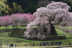 又兵衛桜