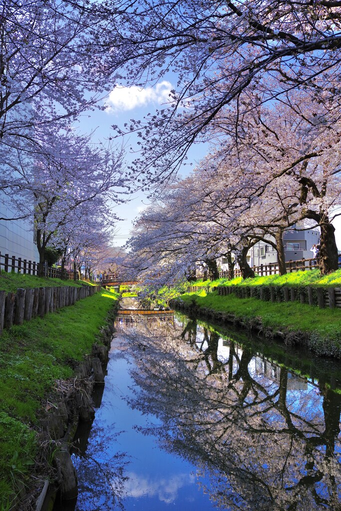 新河岸川の桜