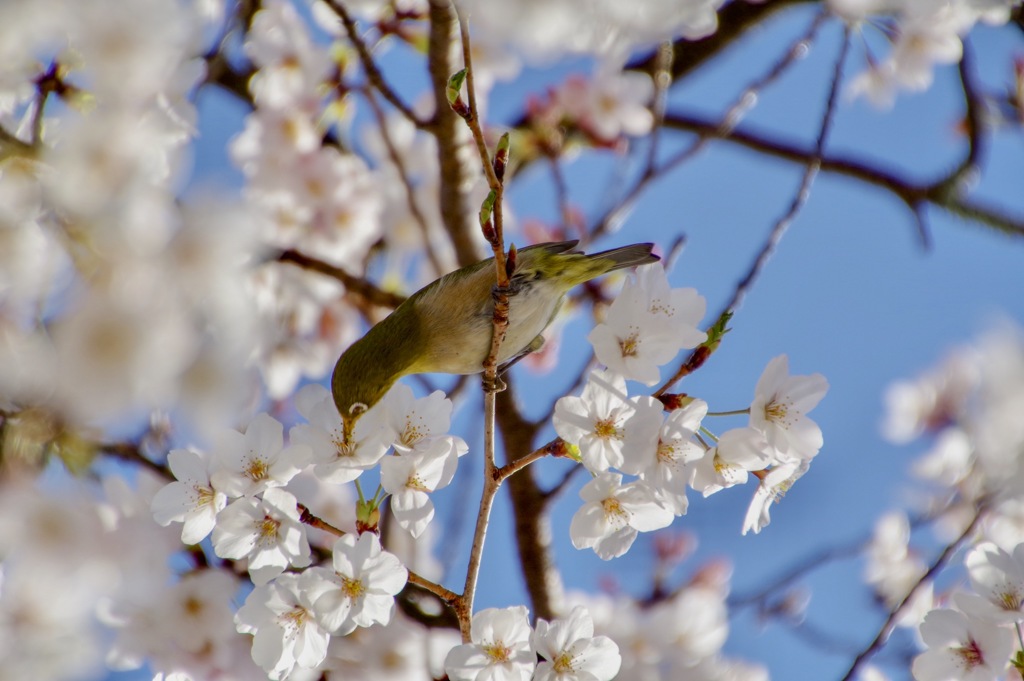 桜ジローお食事中