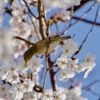 桜ジローお食事中