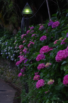 紫陽花小径