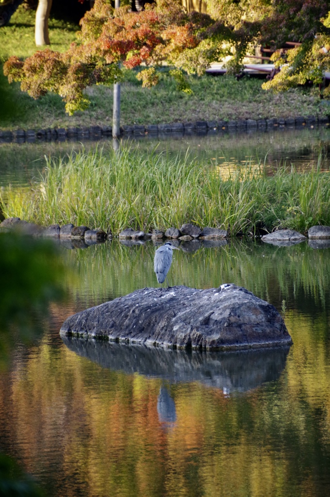 青サギと池に映る紅葉