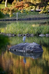 青サギと池に映る紅葉