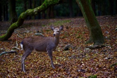 Deer in a deep forest