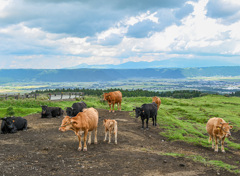 阿蘇でCOW