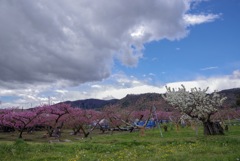 アップルランド 林檎の花