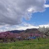 アップルランド 林檎の花