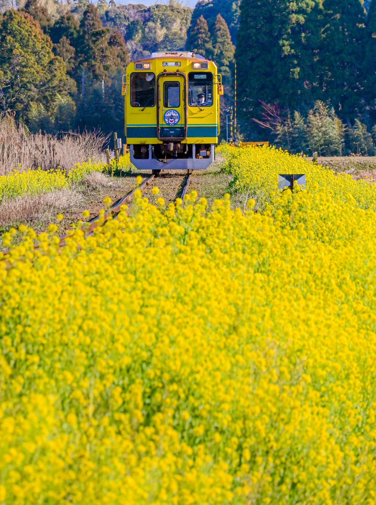 黄色い列車に乗って