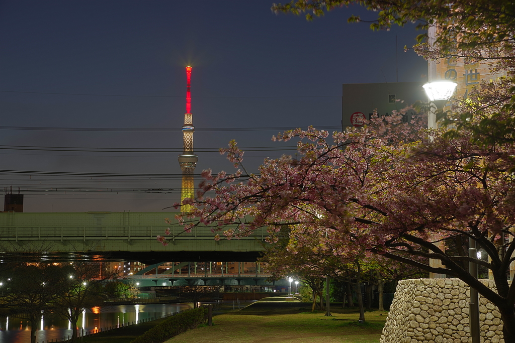 旧中川沿いの河津桜