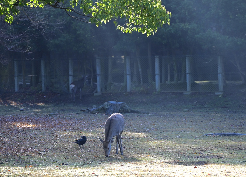 奈良公園の朝