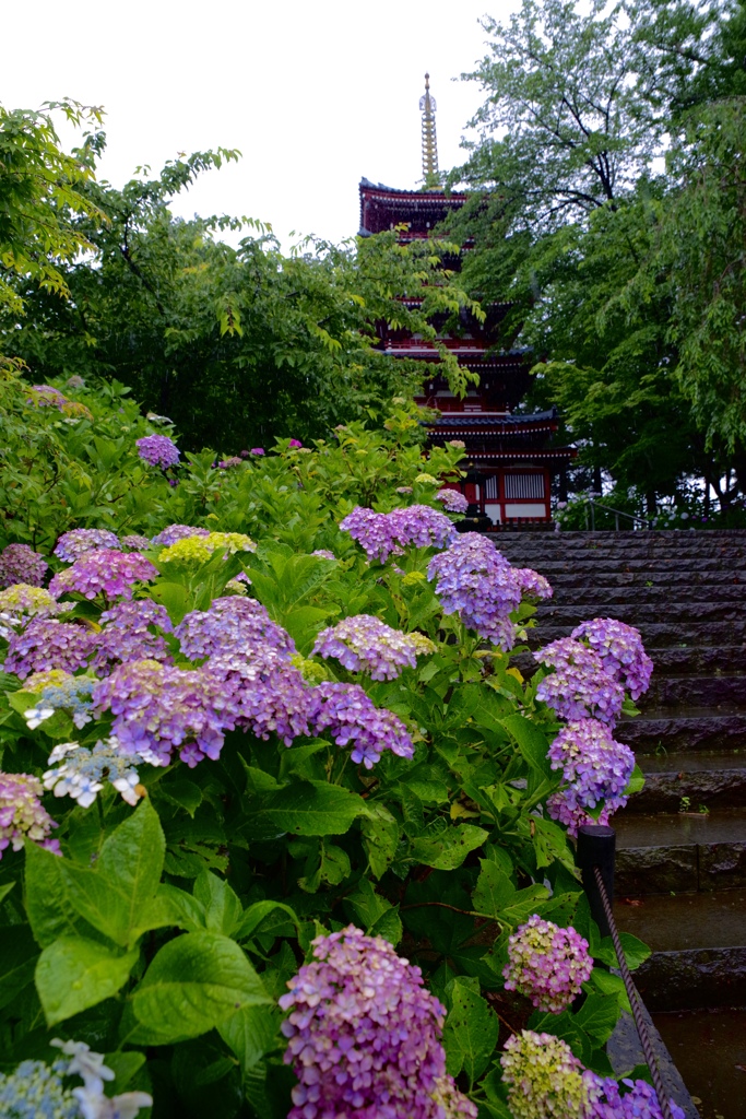 本土寺の紫陽花