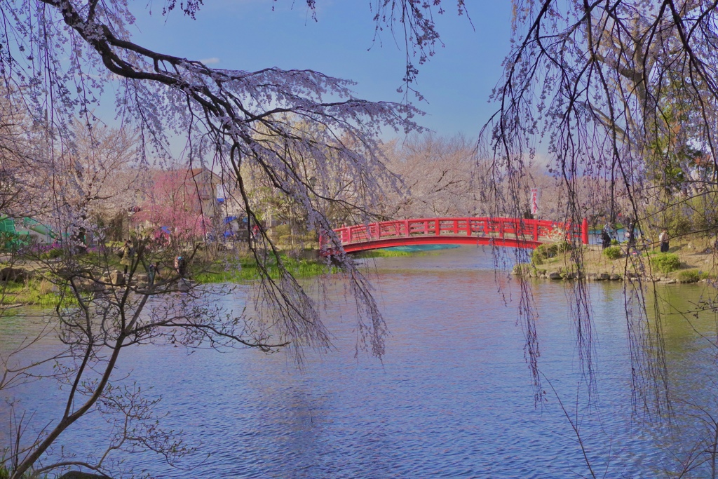 臥竜公園の桜