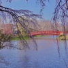 臥竜公園の桜
