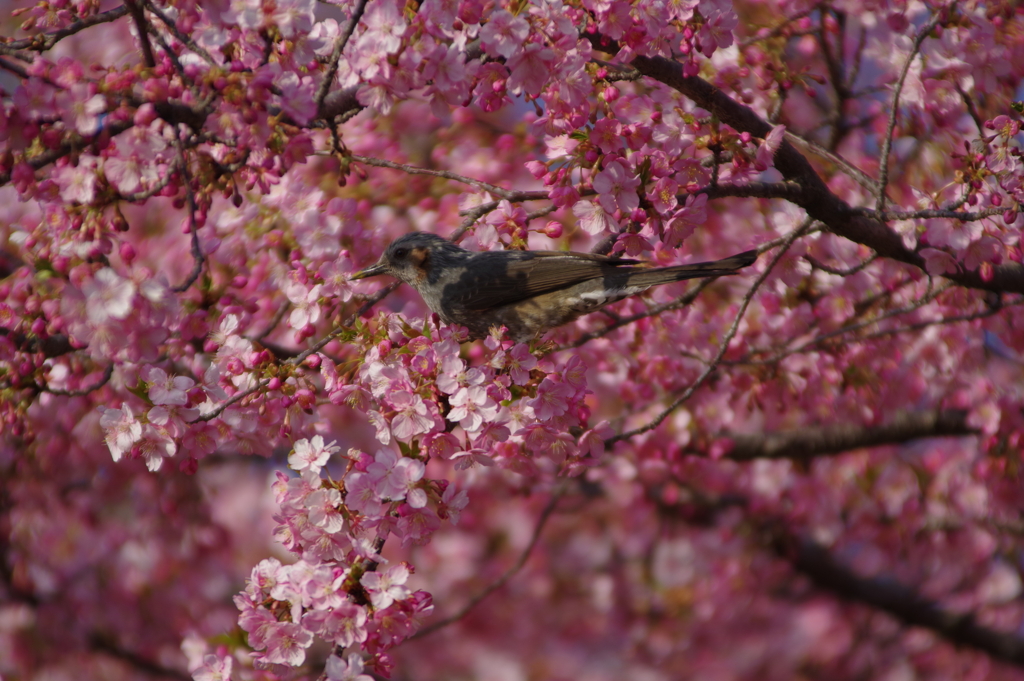ヒヨドリと河津桜