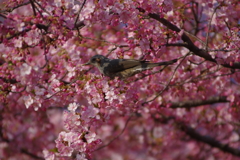 ヒヨドリと河津桜