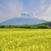 山中湖 花の都公園〜キカラシ畑