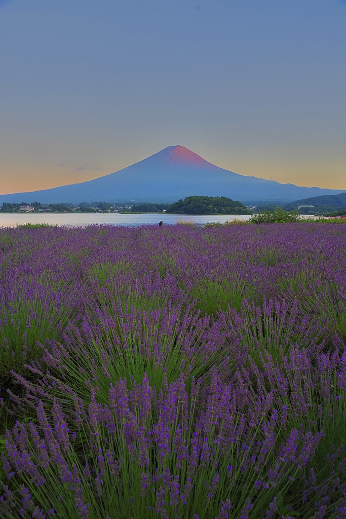 ラベンダー色