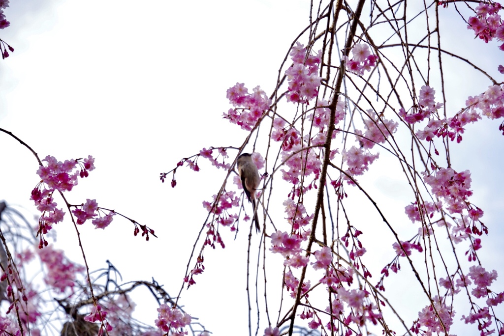 枝垂れ桜