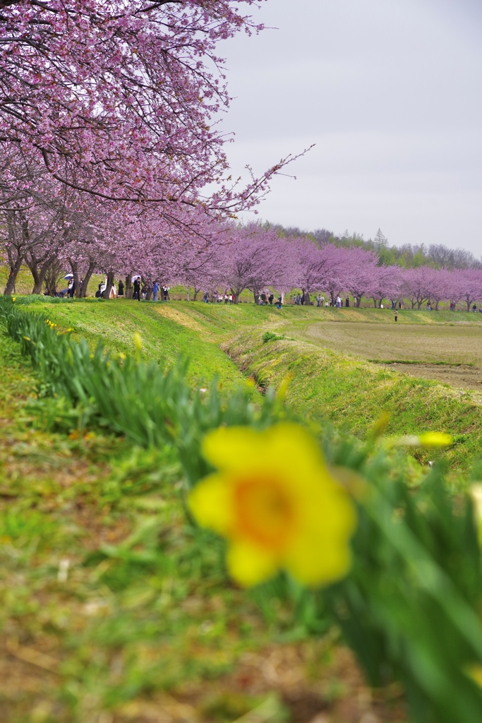 北浅羽桜堤公園
