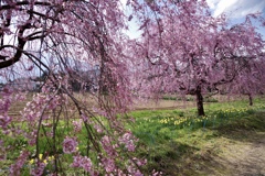 原農園の枝垂れ桜