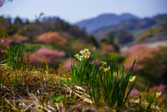 野山に水仙