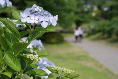 初夏の候