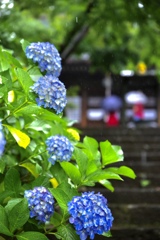 雨が似合う花