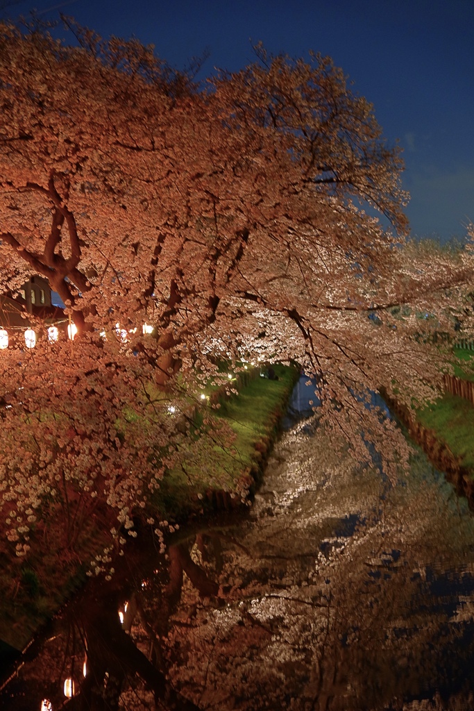 新河岸の桜　ライトアップ