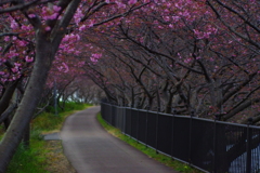 桜のトンネルへようこそ