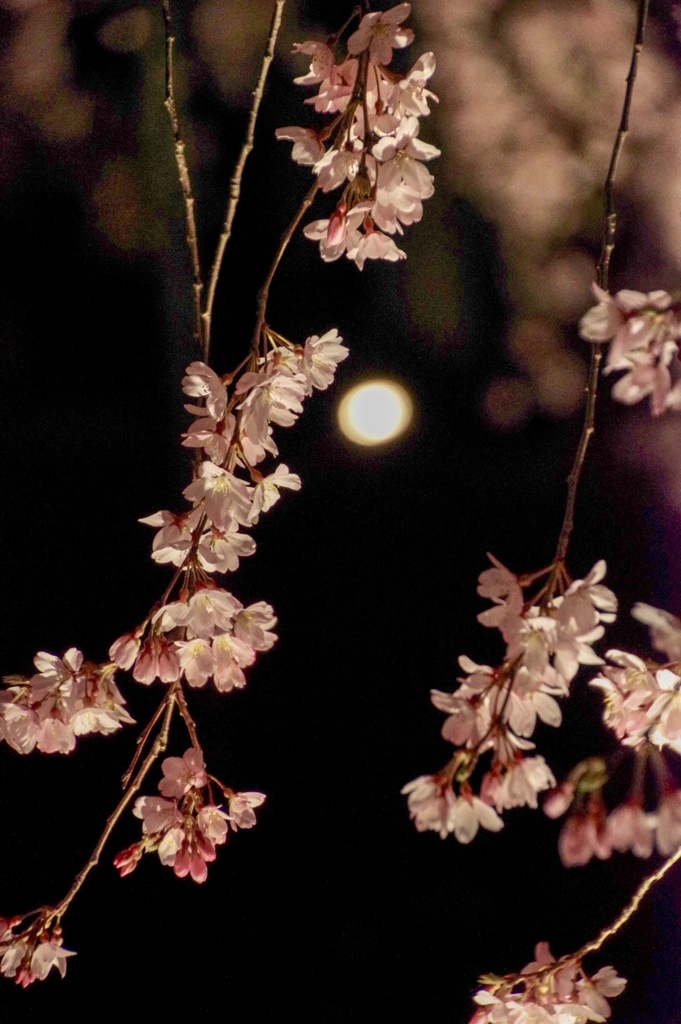 夜桜