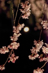 夜桜