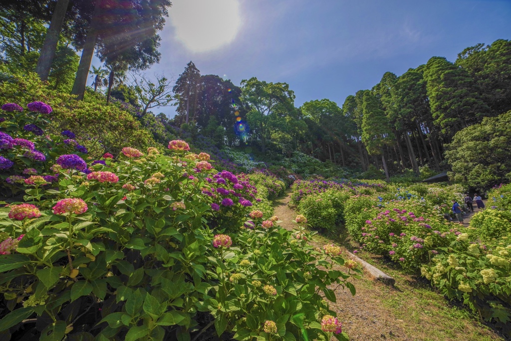 陽をあびる紫陽花たち